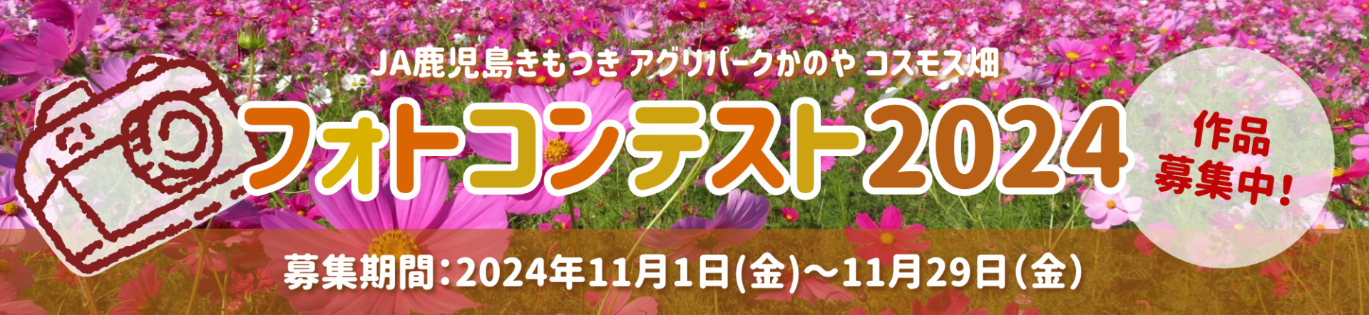 JA鹿児島きもつき アグリパークかのや コスモス畑 フォトコンテスト2021　～作品募集中～